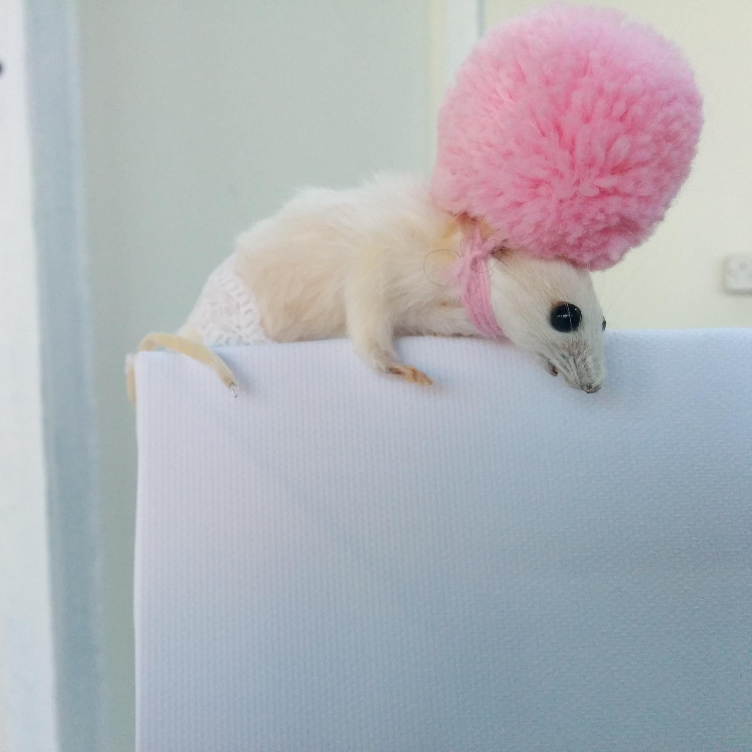 Taxidermy (Fashionably Ethical of course)