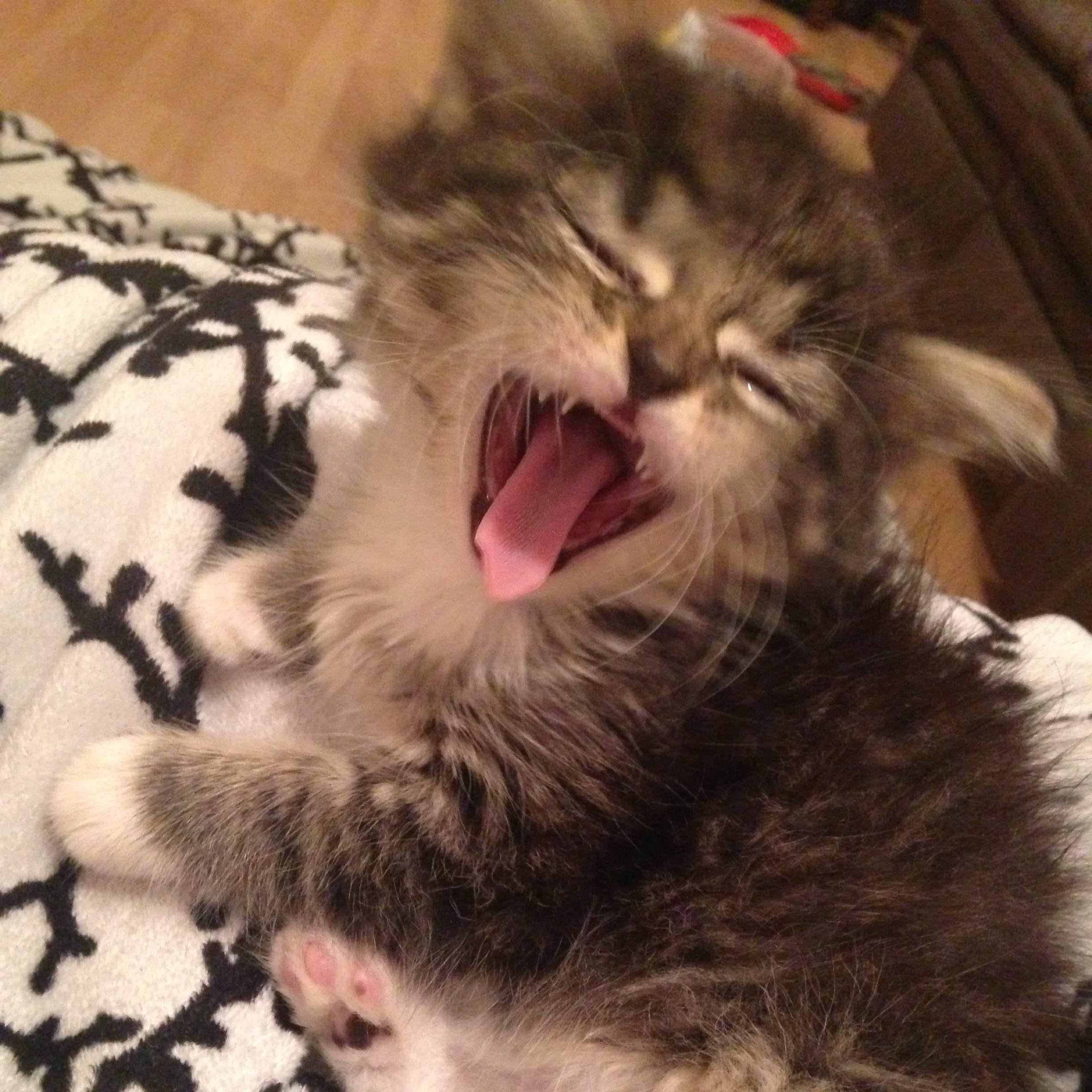 PrimcessPrim's profile picture. I'm just a sweet baby kitty!