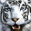 TAIGER BLAK G.S 2203 (@0976omarsierrad) Twitter