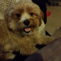 Nosyar (@therayson) 's Twitter Profile