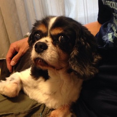 キャンプ大好き！！夫とワンコと共にゆるキャンプを楽しんでいます。自然の中でのんびり過ごしながらまったりと晩酌してます♪お酒はビールとワインが好きです 。日帰り温泉も楽しみのひとつです♪日々キャンプの事を考え中。発想の中心はいつでもキャンプです☆