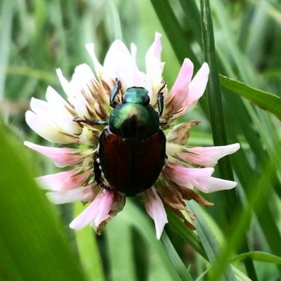 Bug enthusiast, communications professional, my tweets/views are my own.