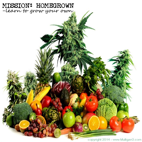 Learn to grown your own vegetables, fruits & marijuana. Have a home garden and go green growing for yourself, family and friends. Our mission is to help!