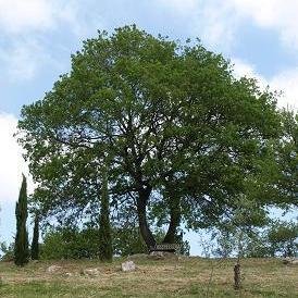 L'agriturismo Podere 3 Querce si trova a Manciano,  nel cuore della Maremma Toscana. Un luogo ideale dove rilassarsi e rigenerarsi.