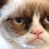 catproblems246's profile picture. 