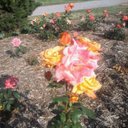 Kami Kay Rush - @kamikay1313 - Twitter