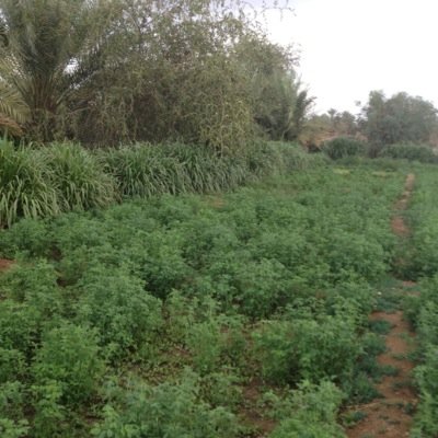 حنا البقوم متيهين الشوايل اللي نمضي قولنا بالفعايل ترعى بنا السرفات عشب المسايل من سمع طارينا لزوم يهابها