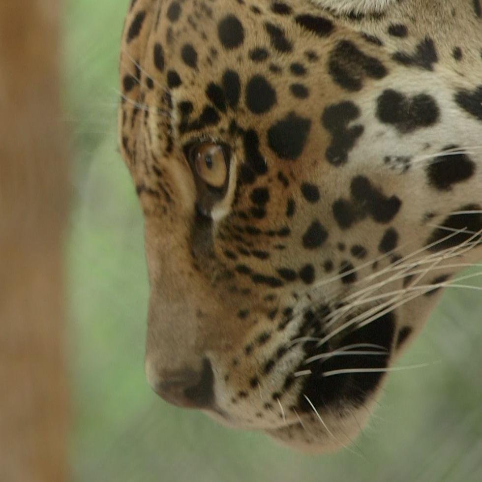 WildcatSci's profile picture. Our vision is to conserve the 36 species of wild cats, their prey, and their habitat in perpetuity and to promote vibrant nearby human communities