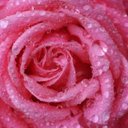 Rosa - @Rosa_Fuller - Twitter