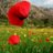 Amapola_Mae's profile image