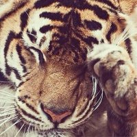 Joshuathabeast (@joshuathabeast) Twitter profile photo