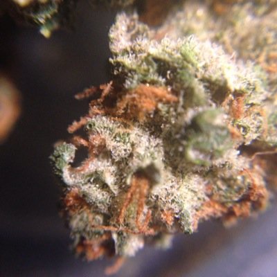A non-profit medical cannabis delivery service based in San Jose California devoted to providing our patients with the highest standard of service.