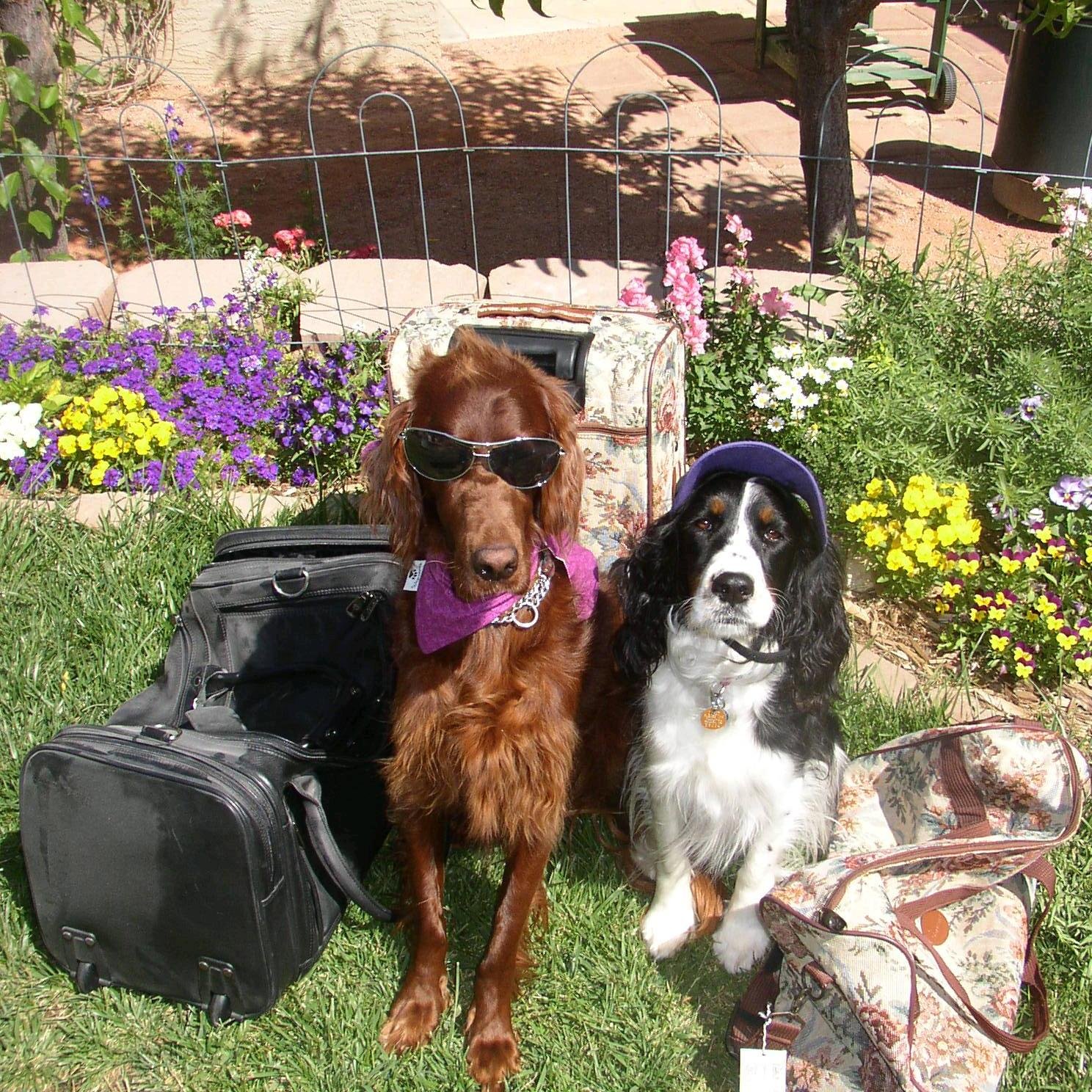 roseandkate's profile picture. Ros, the Irish setter and kate, the English springer spaniel