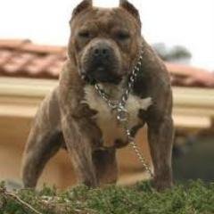 polo chion bitpool