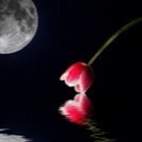 Moonlittulip 5k (@moonlittulip) 's Twitter Profile Photo