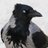 macoleoni's profile image