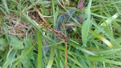 EcolFieldworker's profile picture. Ecology fieldworker and zoology graduate sharing biological experience among other things... Seeking employment