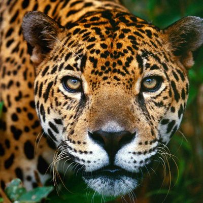 Random Animal Facts (@1AnimalFactaDay) / Twitter Random Animal Facts (@1AnimalFactaDay) / Twitter