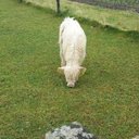 Stef Harris - @LeStefHarris24 - Twitter