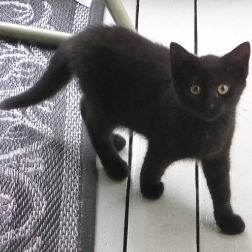 LisaSendlenski's profile picture. Learning the ropes.