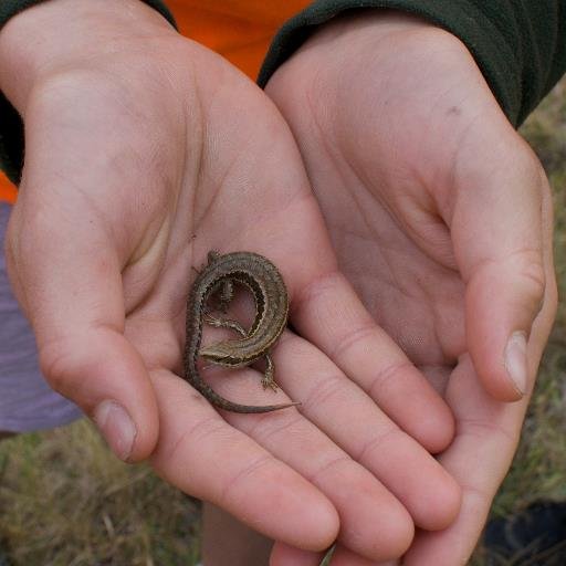 Bringing school students and biodiversity experts together to discover and monitor nature in New Zealand