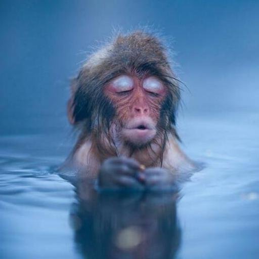 warmonkey's profile picture. your a idoit