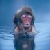 warmonkey (@warmonkey) Twitter profile photo warmonkey (@warmonkey) Twitter profile photo