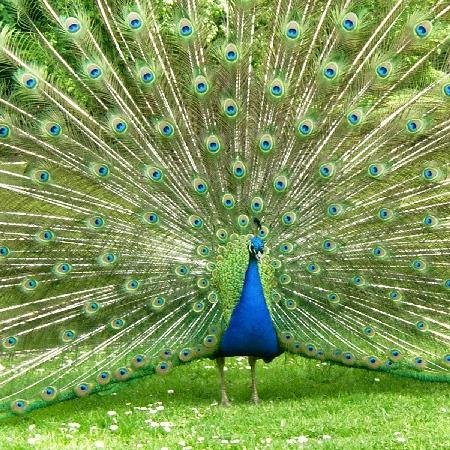 Mother of Peacocks, champion of the last word and loves PEI life.