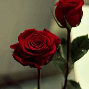 ‏الحب دعاء ولاني أحبك فهذه الحسنات سأهديها لك في حياتك وبعد مماتك ولن تتوقف إلا حين وفاتي: @Maha_Bi