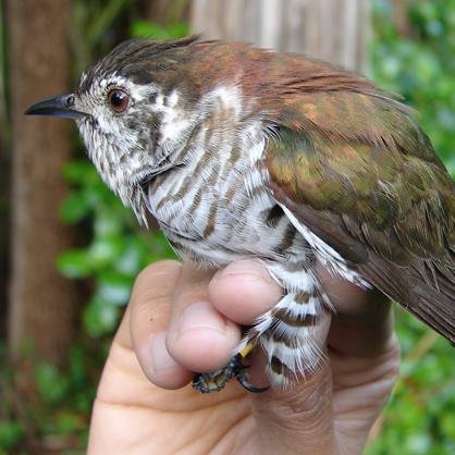 Tracking New Zealand cuckoo migrations. Please report spring cuckoo arrivals: Long-tailed Cuckoo http://t.co/wMLuLPGTay
Shining Cuckoo http://t.co/mHyanaNujP