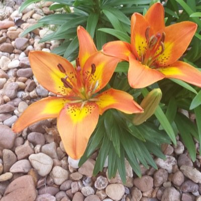 naomiferg10's profile picture. 