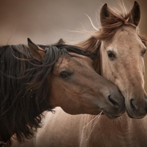 Return to Freedom, Wild Horse Sanctuary, Education and Preservation