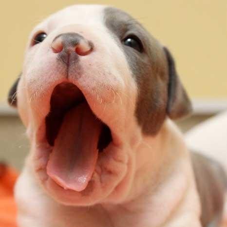 Do you love puppies ? Follow if you do. funny, cute photos, not our own, tweet just for fun may be some profit. send your puppies photos to puppiespix@gmail.com
