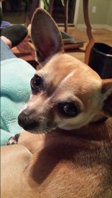 Mother - proud American Mutt
