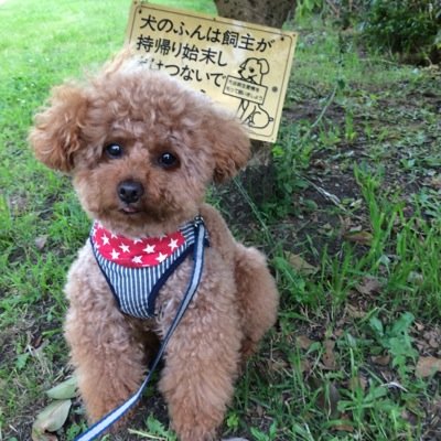 昨年の9月から、9歳のトイプードルぷぅちゃんの飼い主デビューをしたなごみです。