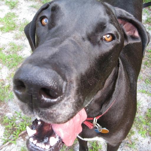 puzzle fan, champion procrastinator, Great Dane owner once more!