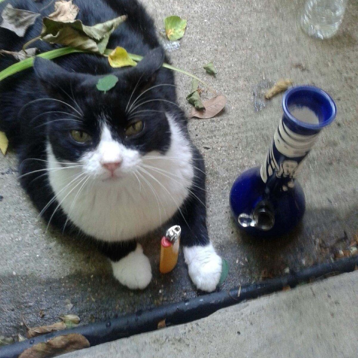 Everybody wants to be a 420 Cat. Park Forest Nigga.