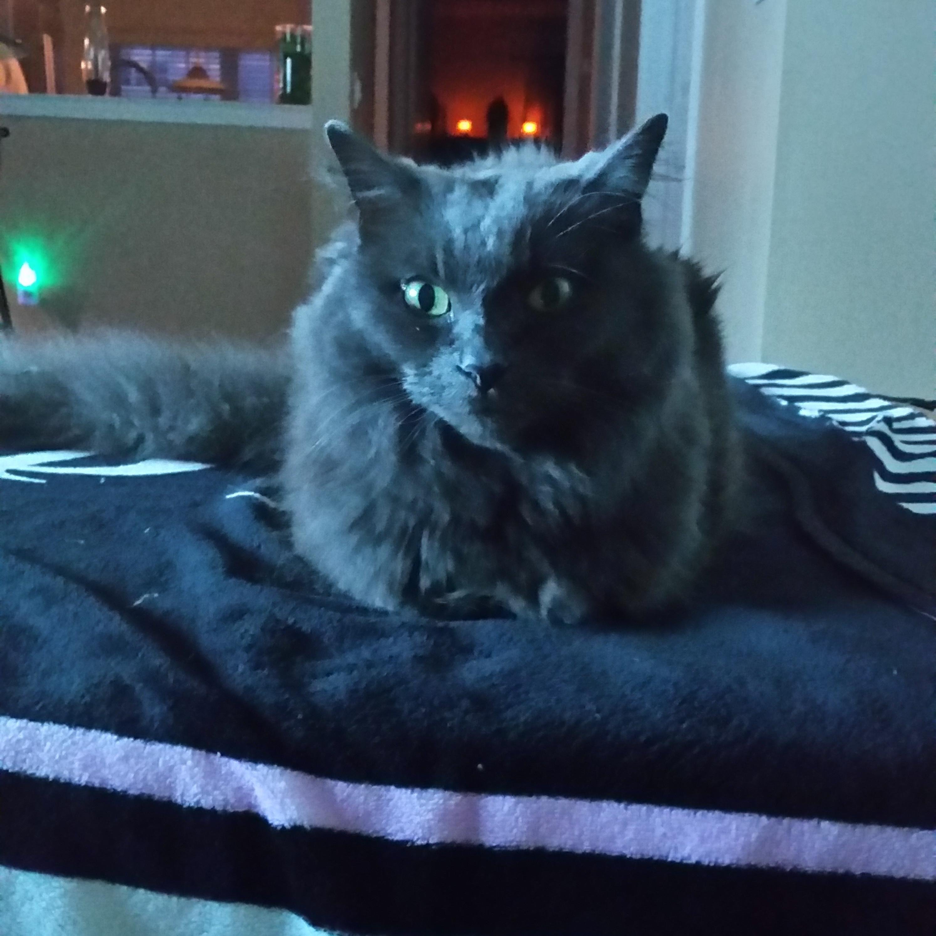 michellemonic15's profile picture. 