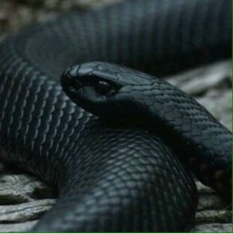 BasmaLion's profile picture. -----♈♈-----