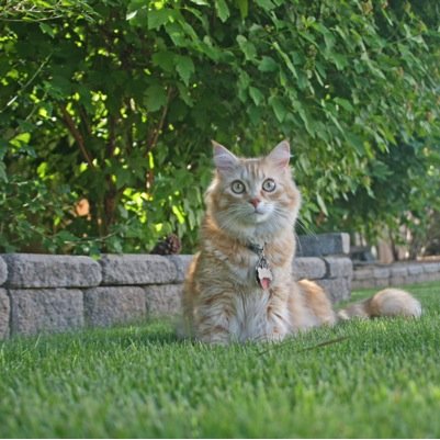 I'm a fluffy orange and white Siberian kitty born on June 6th 2010! I was hand raised by my human mommy since I was 3 weeks old!