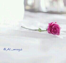 ‏ترنيم الصباااااااح هو لقبي من الطفولة. ..واعشقه لعشقي لنسمه الصباح المنعشه. .فما أجمل الصبح اذا تنفس. ..