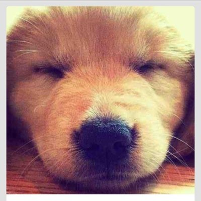 puppytoocutes's profile picture. Happiness is a warm puppy