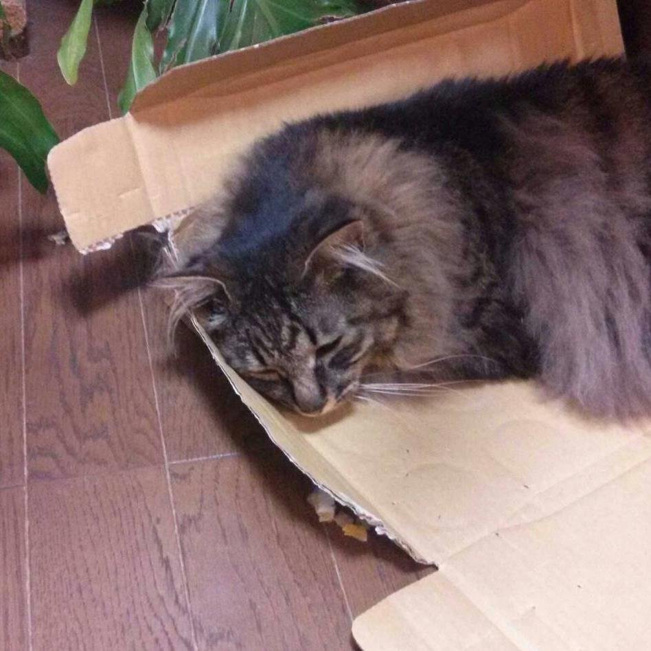 パン屋といいます 感度17 モンハン持ち マウサーじゃないです~ よろしくお願いします.混合とか誘ってください。sukaipu yosidanopanya PSID yosidanopan