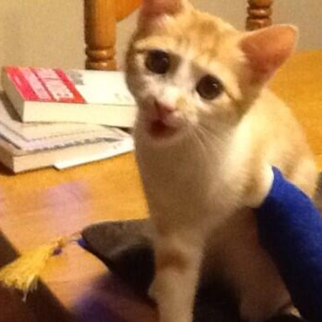 MesnilVictor's profile picture. 