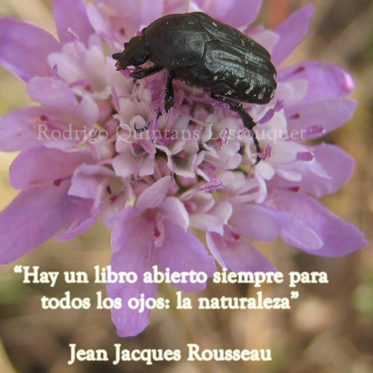 Soy pisadas en lo desconocido, soy nuevos caminos; Soy explorador, valiente viajero; corazón cautivado en bosques; conquistador laborioso de montañas.