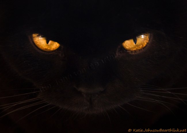 HoodedJellicle's profile picture. I'm a lost soul trying to make his peace with the world, I seek redemption although it may never come at all. #RP #OC #CATS #MV