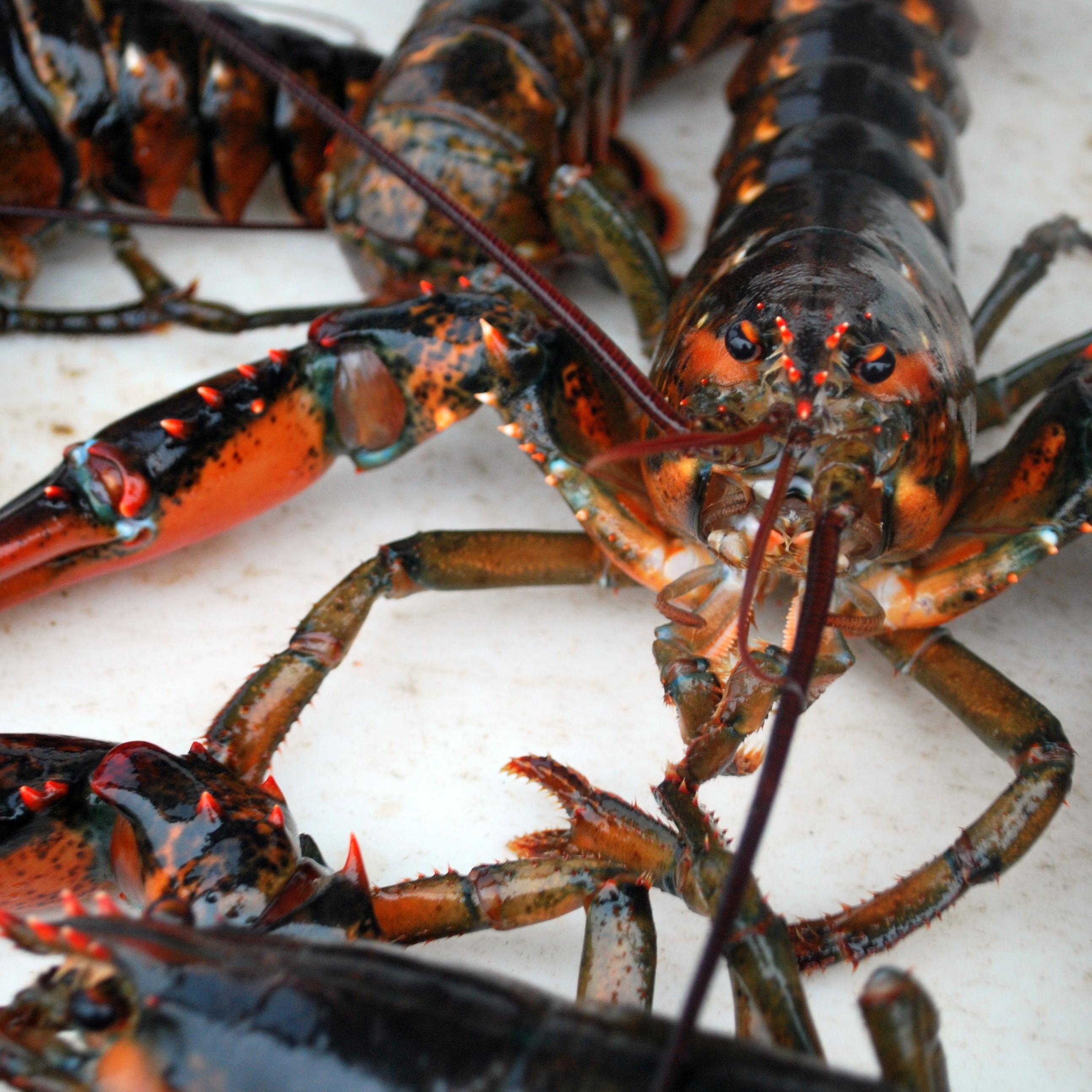 Penobscot East Resource Center is a non-profit organization that works to secure a diversified fishing future for the communities of Eastern Maine and beyond.