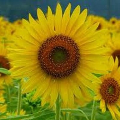 花言葉 恋唄 Hanakotobakoiu Twitter