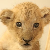 さとう (@hhhikaruuu) Twitter profile photo