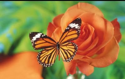 55Noooraa's profile picture. سيظل ابي حبا يحكيه دعائي.رحلت ورحلت سعادتي معك